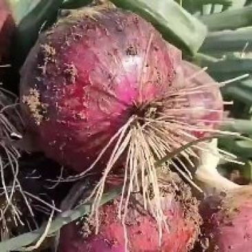 紫葱产地直销，货源充足，价格不高，质量很好，合作共赢