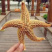 海星
