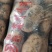 江苏南通精品土豆产地第一手货源，欢迎采购量大从优