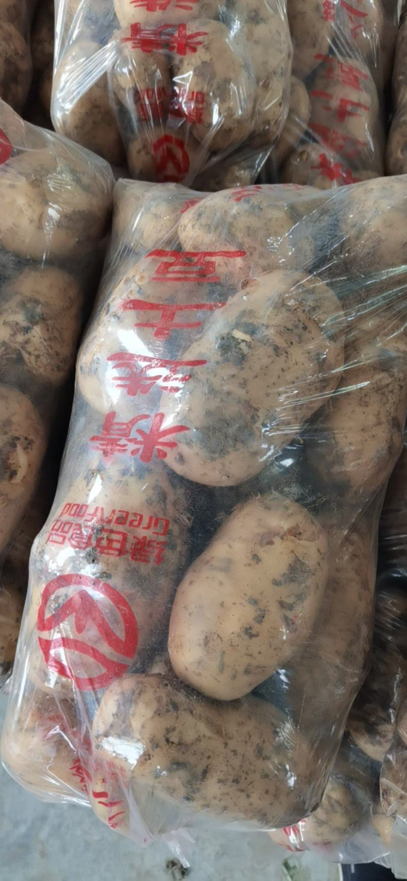 江苏南通精品土豆产地第一手货源，欢迎采购量大从优