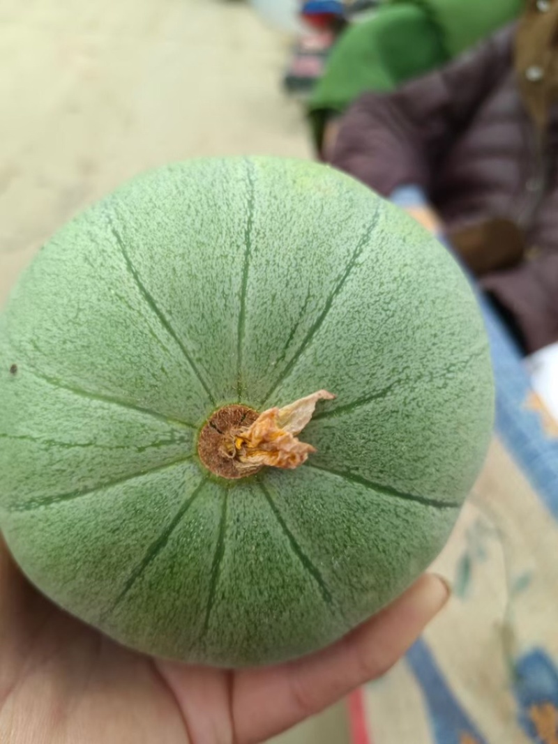 陕西渭南芝麻密大量上市货好价低关欢迎各位老板前来