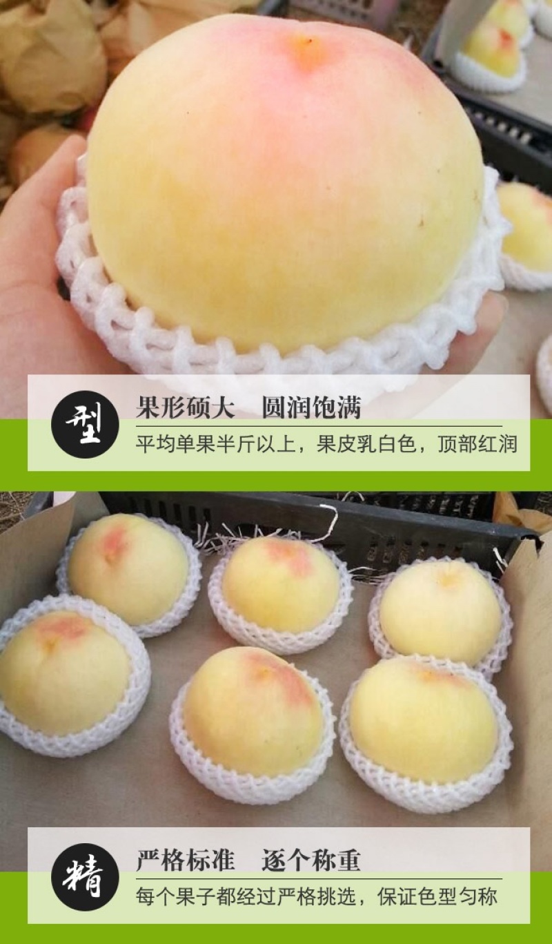 正宗新沂踢球山水蜜桃新鲜水果整箱当季礼盒装一件代发