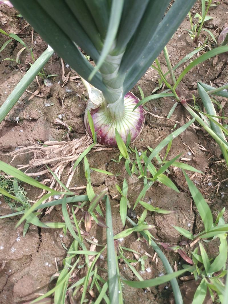 洋葱紫皮洋葱，深州洋葱绿色蔬菜有机种植精品洋葱