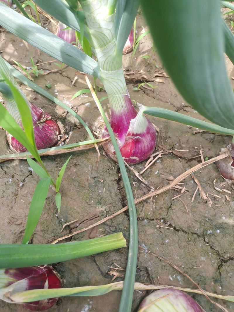 洋葱紫皮洋葱，深州洋葱绿色蔬菜有机种植精品洋葱