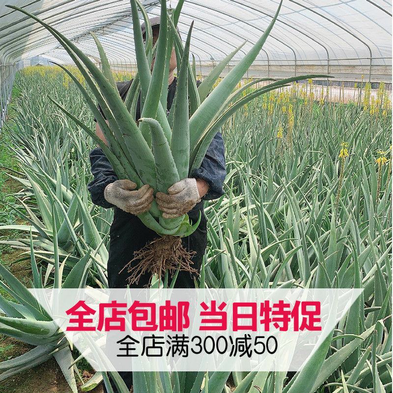 美容院库拉索芦荟苗盆栽多肉植物美容灌肤补水食用室内外花卉
