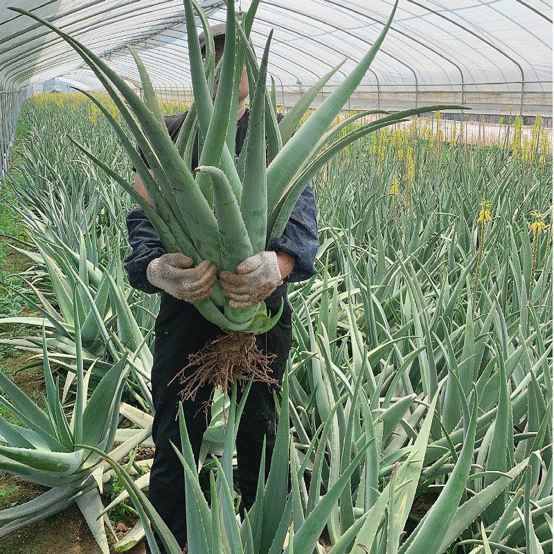 美容院库拉索芦荟苗盆栽多肉植物美容灌肤补水食用室内外花卉