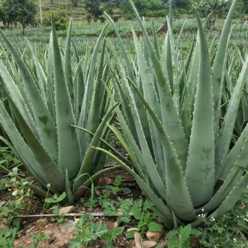 美容院库拉索芦荟苗盆栽多肉植物美容灌肤补水食用室内外花卉