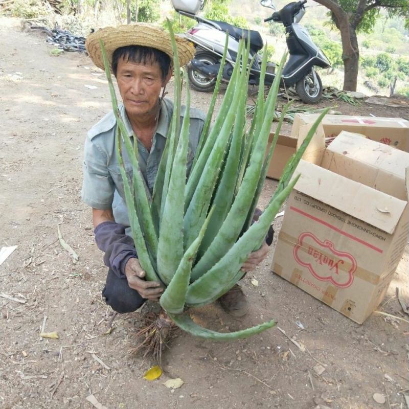 美容院库拉索芦荟苗盆栽多肉植物美容灌肤补水食用室内外花卉