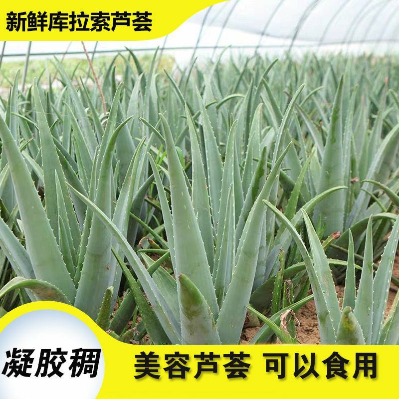 美容院库拉索芦荟苗盆栽多肉植物美容灌肤补水食用室内外花卉