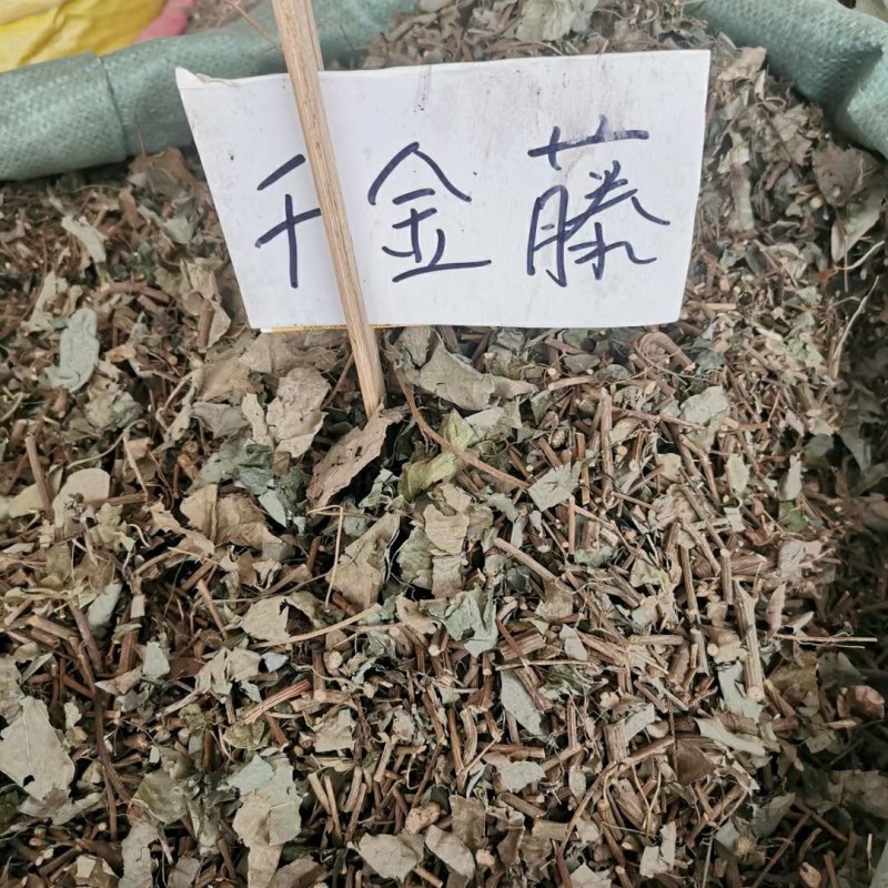正宗野生千金藤
