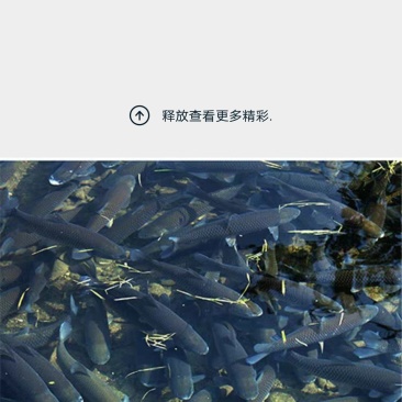 开化清水鱼，马金豆腐干