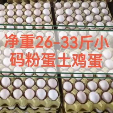 普粉小码26-33斤粉蛋土鸡蛋常年有货可提供发票提前订购