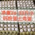 普粉小码26-33斤粉蛋土鸡蛋常年有货可提供发票提前订购