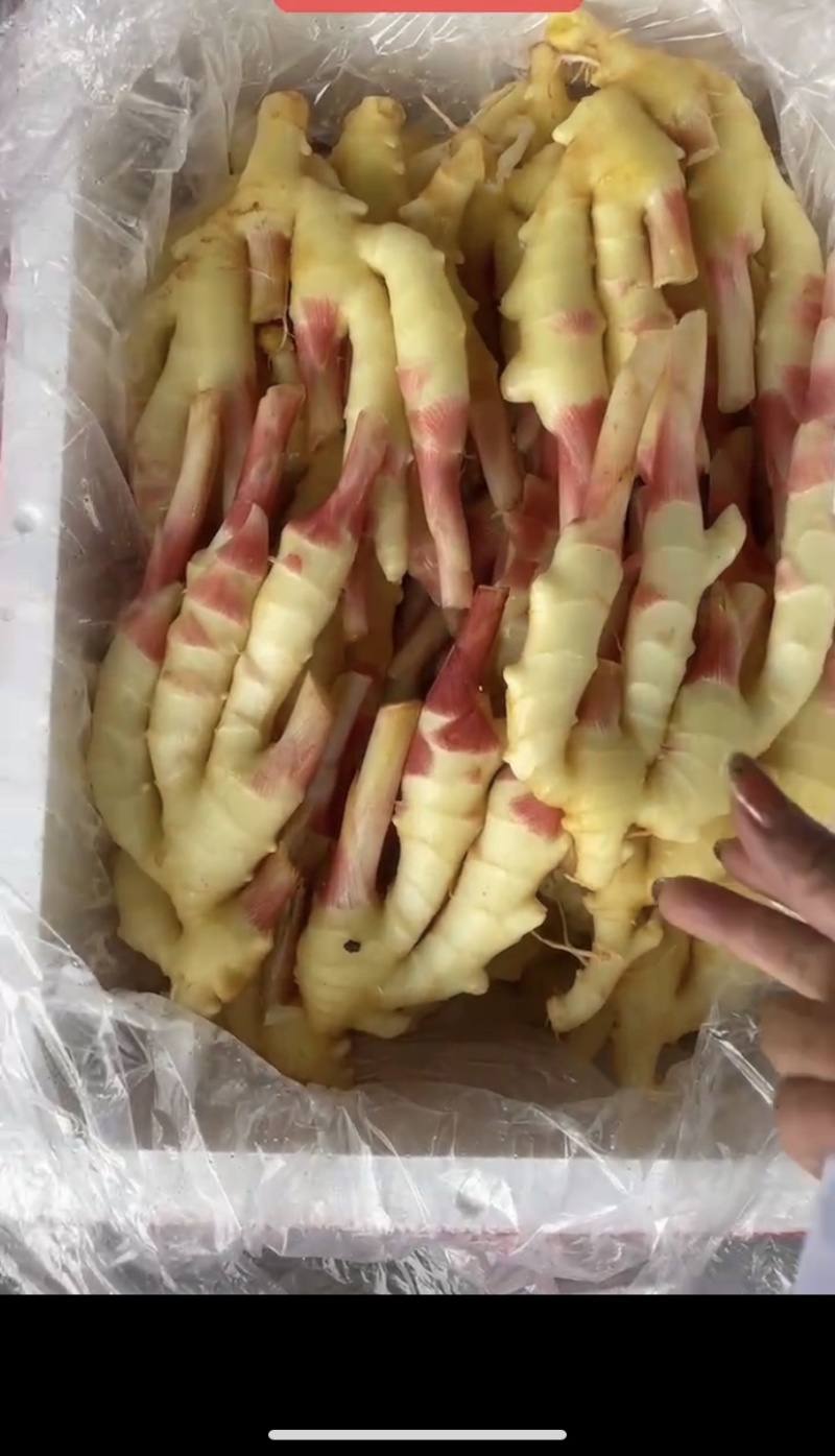 嫩姜