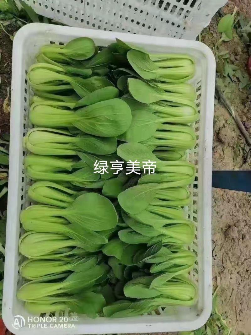 绿亨耐热青梗菜种子夏秋季耐湿小白菜种子叶色翠绿小青菜