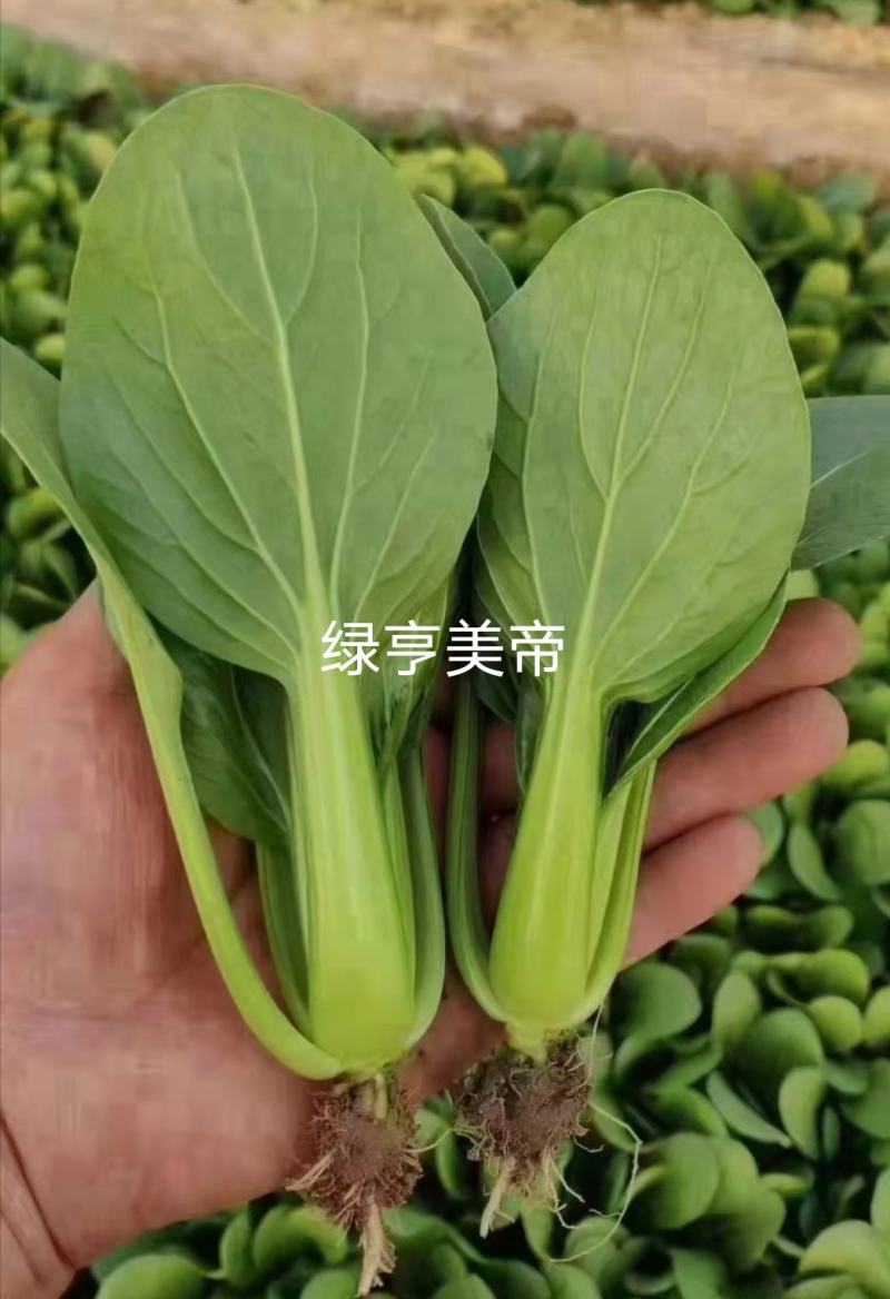 绿亨耐热青梗菜种子夏秋季耐湿小白菜种子叶色翠绿小青菜
