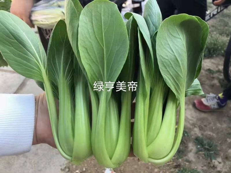 绿亨耐热青梗菜种子夏秋季耐湿小白菜种子叶色翠绿小青菜