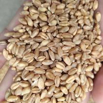 湖北省襄阳市宜城市王集镇小麦大量有货，长期供应。