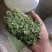 脱水蔬菜小香葱葱叶调料包