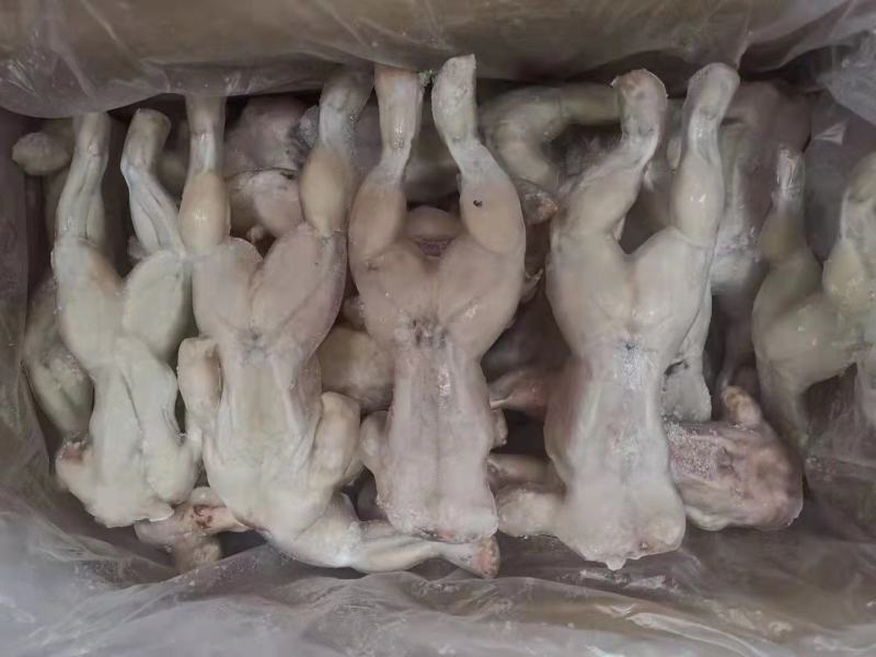 福建泉州熟虾牛蛙大量有货可视频看货量大从优