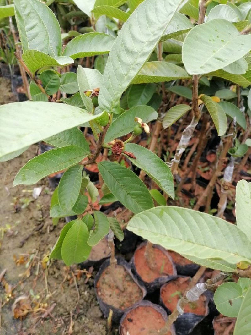 番石榴苗品种有西瓜红红宝石粉红蜜白果苗产地直供