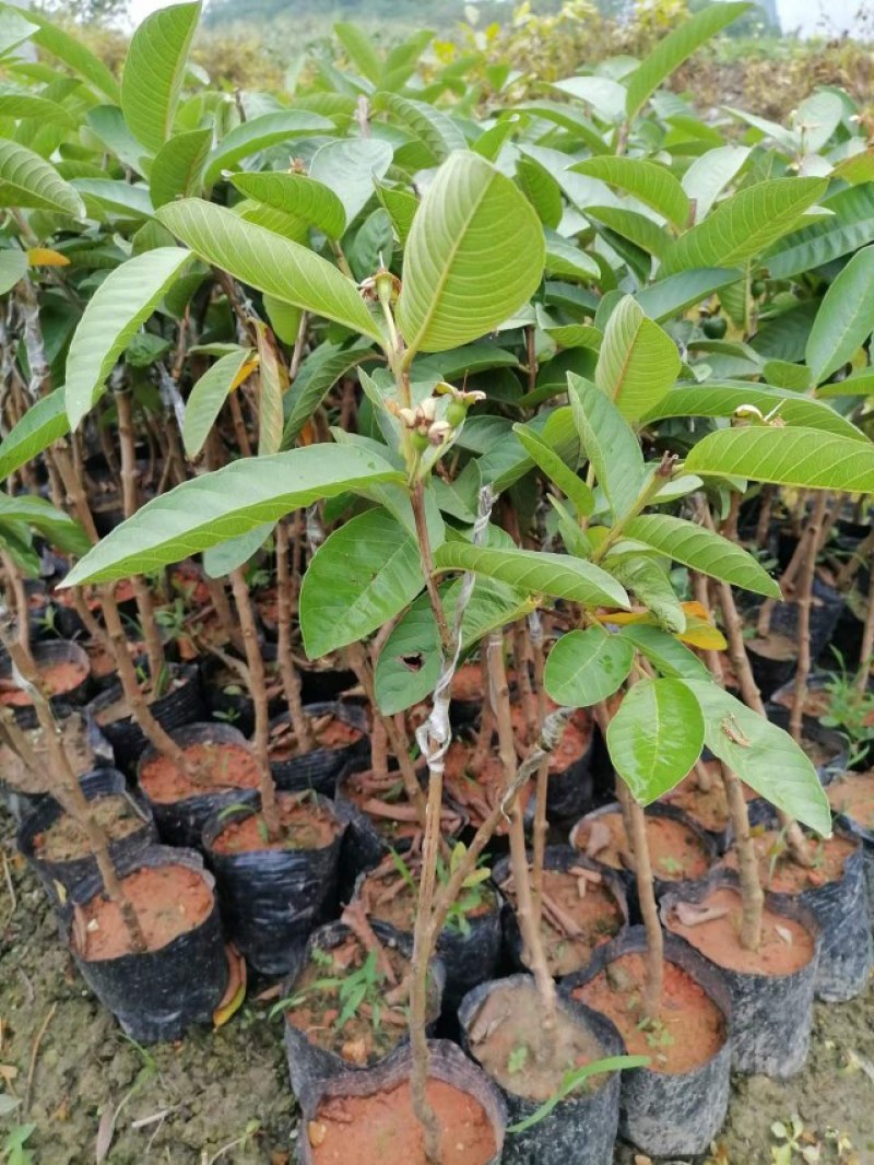 番石榴苗品种有西瓜红红宝石粉红蜜白果苗产地直供