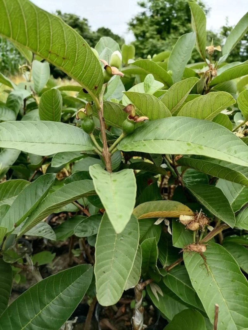 番石榴苗品种有西瓜红红宝石粉红蜜白果苗产地直供