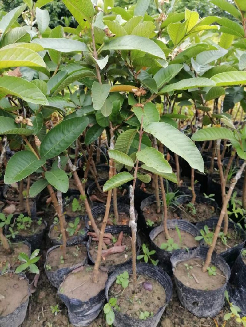 番石榴苗品种有西瓜红红宝石粉红蜜白果苗产地直供