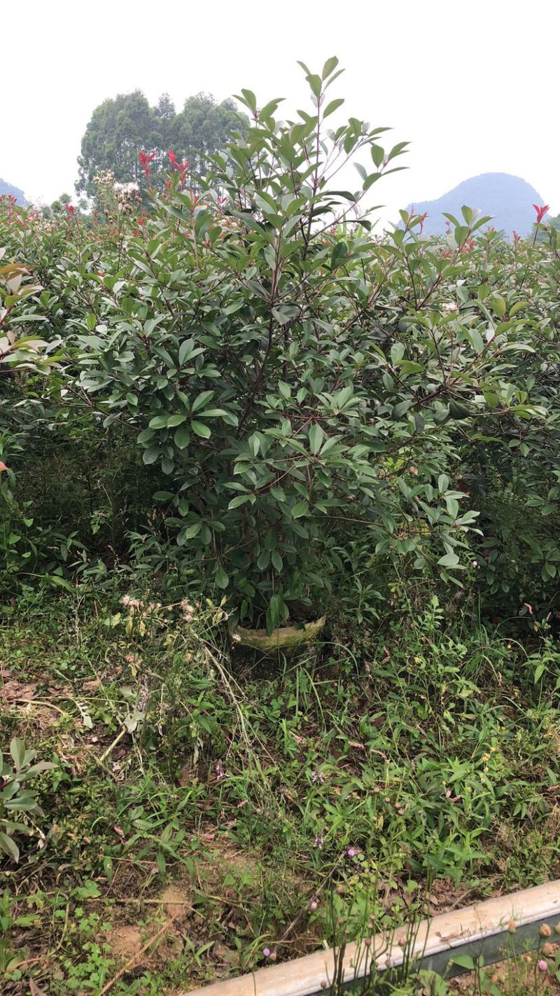红叶石楠球