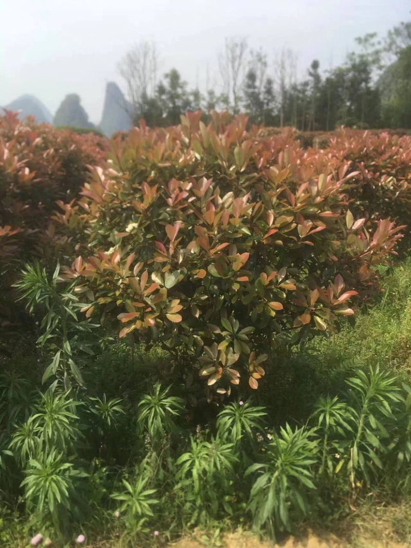 红叶石楠球