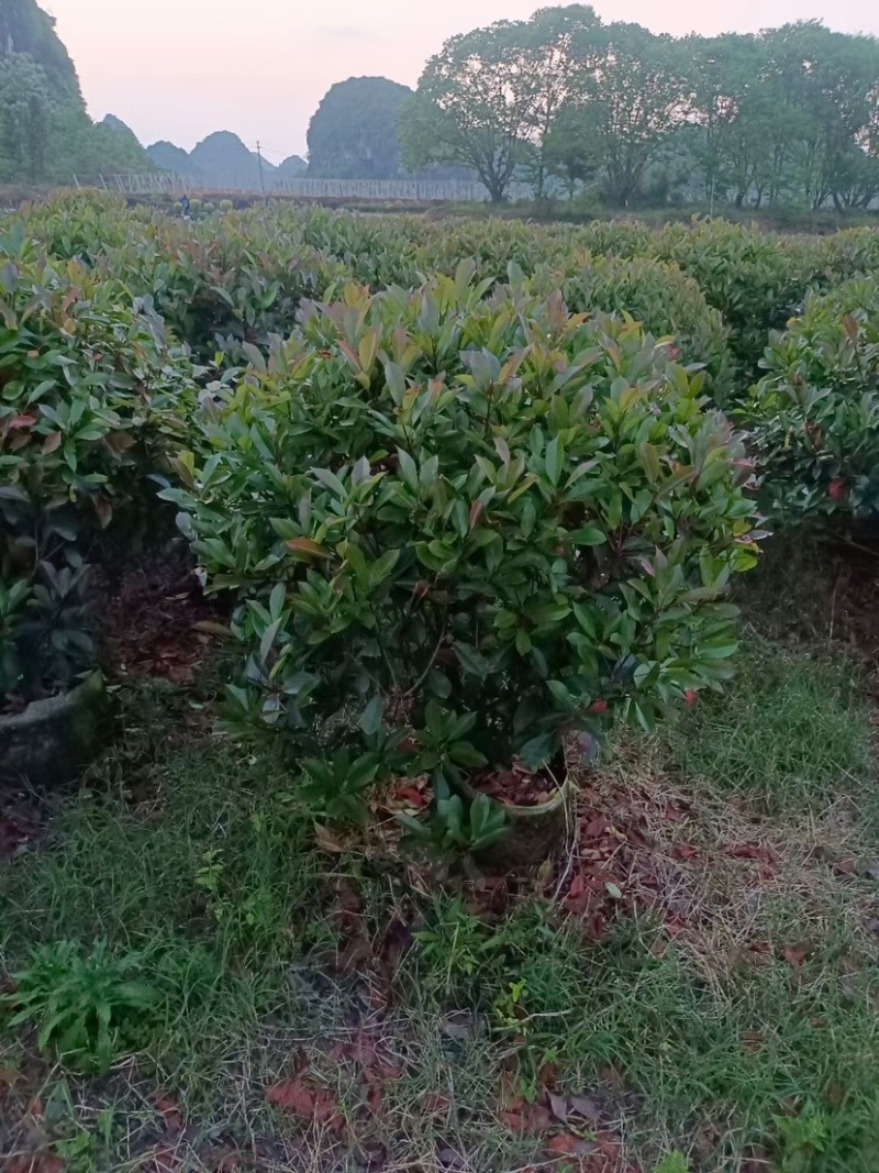 红叶石楠球