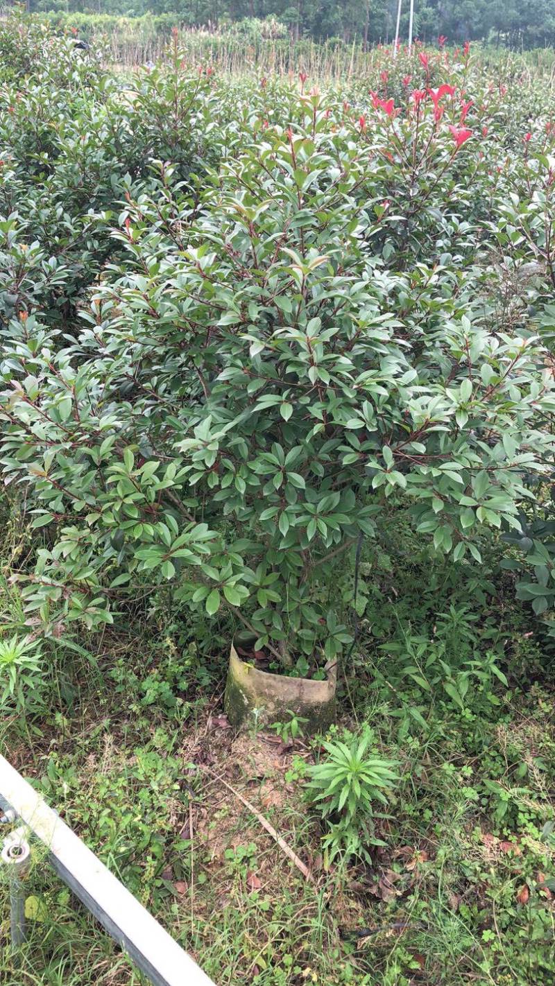 红叶石楠球