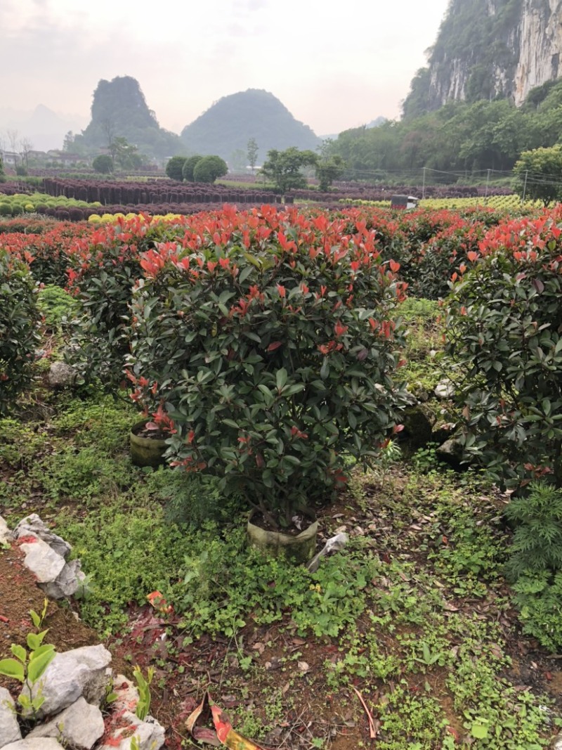 红叶石楠球