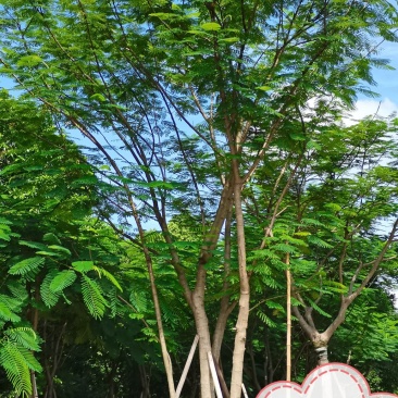 凤凰木