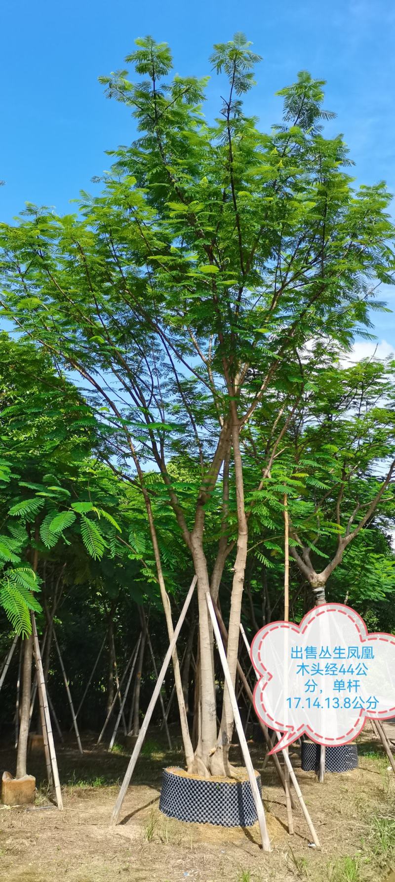 凤凰木