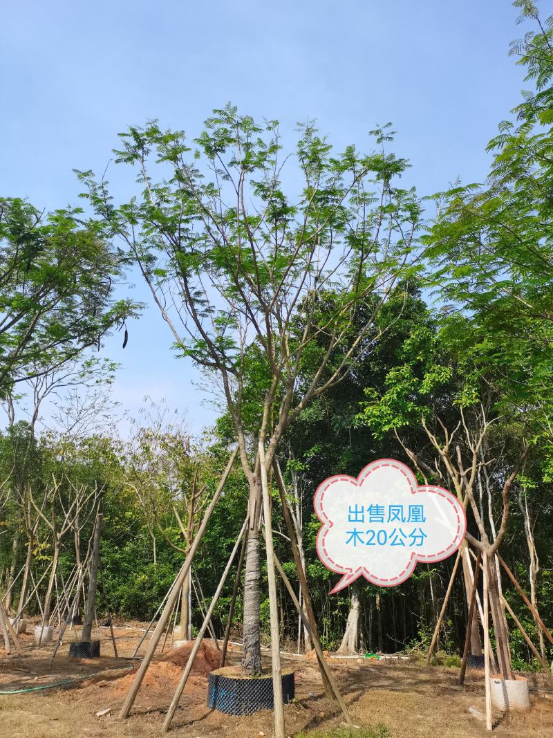 凤凰木