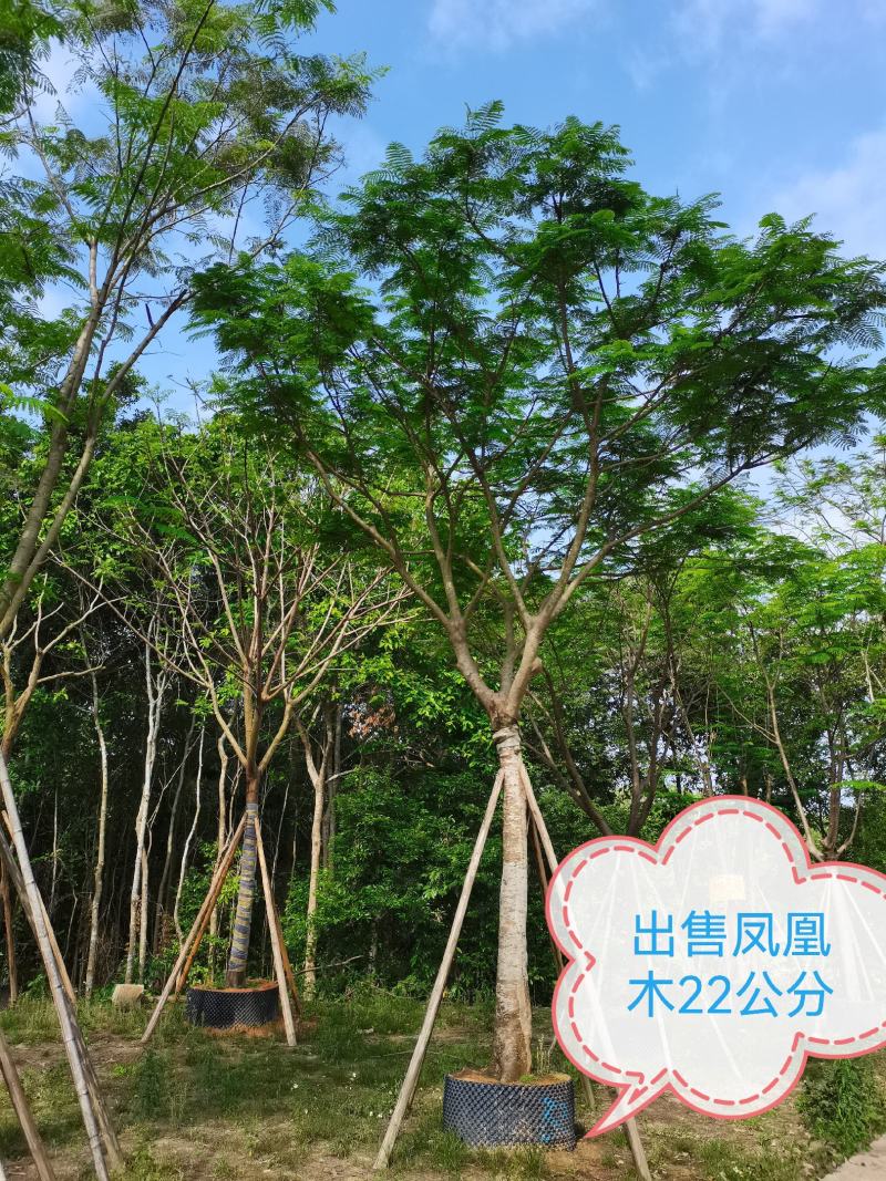 凤凰木