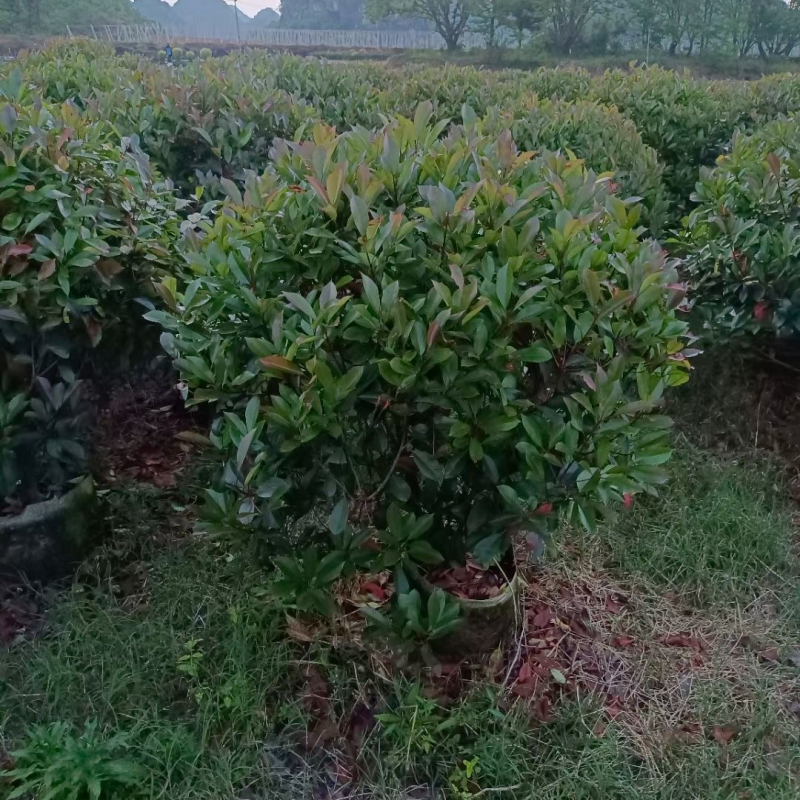 红叶石楠球