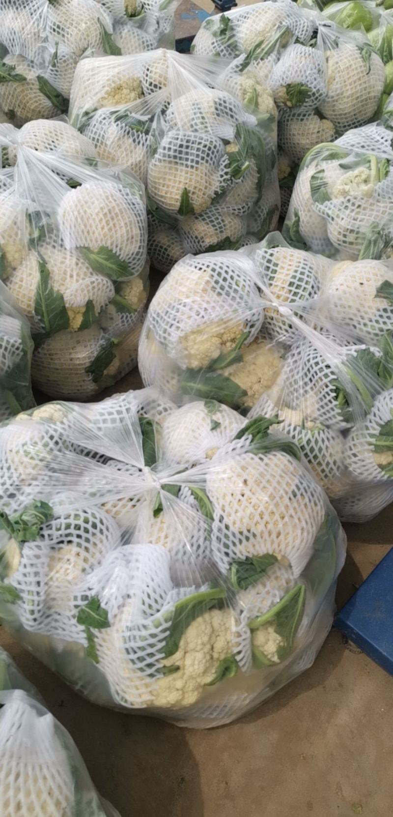河南有机花菜，白！需要的联系！