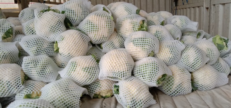 精品菜花