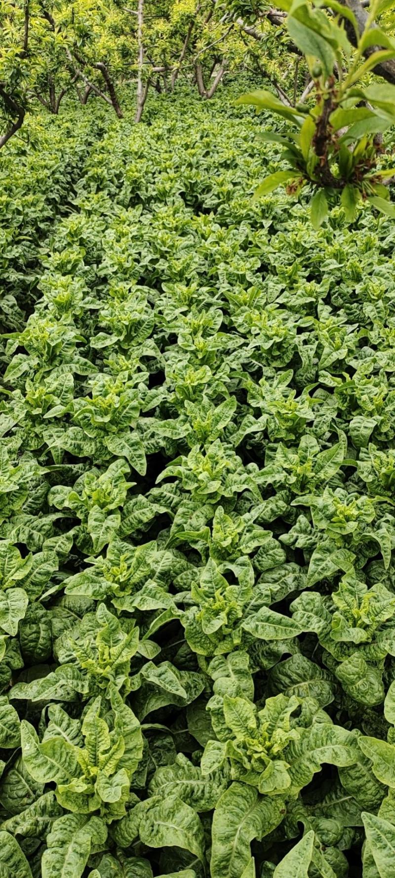 【推荐】茂县三青莴笋大量上市质量保证欢迎各位老板联系