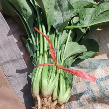 精品波菜