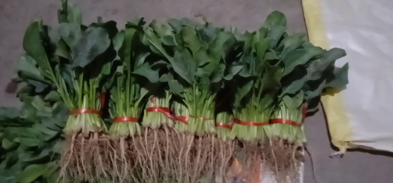 精品波菜
