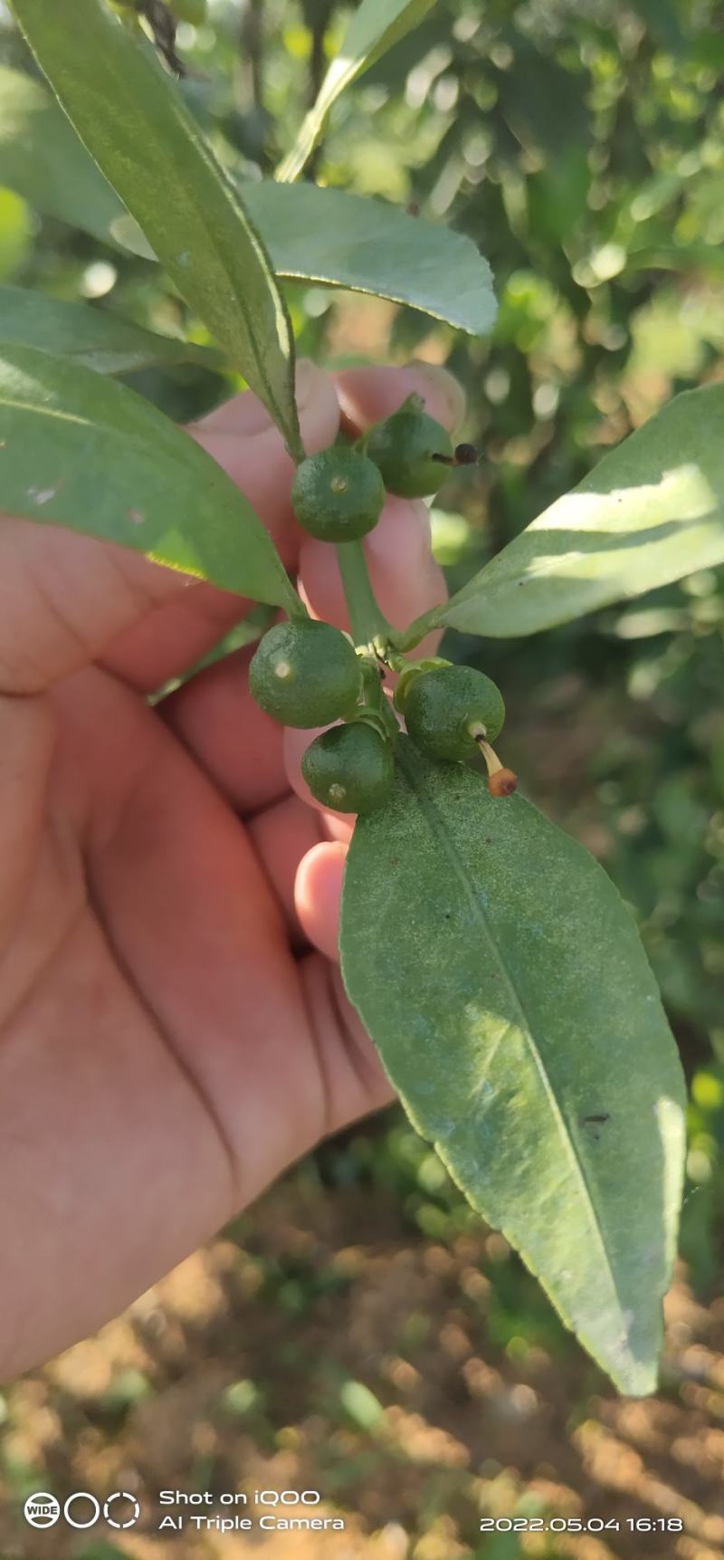 蜜橘，宫本武藏，宫川，国庆一号，柑橘，橙子，柚子落地果，