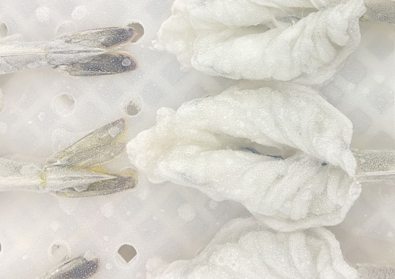 【蝴蝶虾仁】可定制，欢迎各位老板前来洽谈