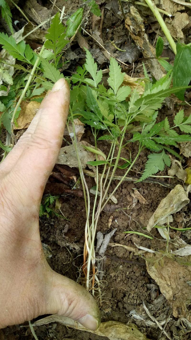 栾树小苗南栾树小苗当年小苗