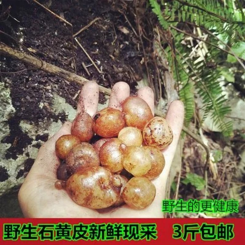 云南广南县一手货源产地直发，山黄皮又凤凰蛋