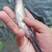 鸭嘴鱼苗美国匙吻鲟生长速度块可以代替花鲢是一条滤食性鱼类