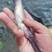 鸭嘴鱼苗美国匙吻鲟生长速度块可以代替花鲢是一条滤食性鱼类