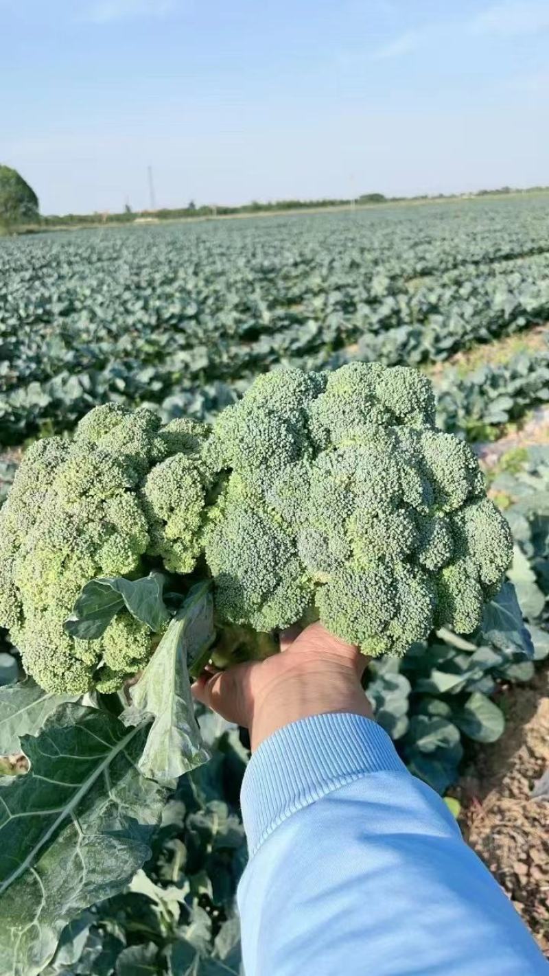 西兰花